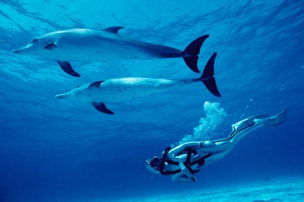 Programme d’Ecotechnie UNESCO-Cousteau Programme d’Ecotechnie UNESCO-Cousteau