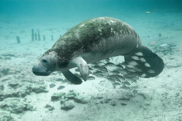 Marée rouge : nombre record de décès de lamantins enregistrés cette année Marée rouge : nombre record de décès de lamantins enregistrés cette année