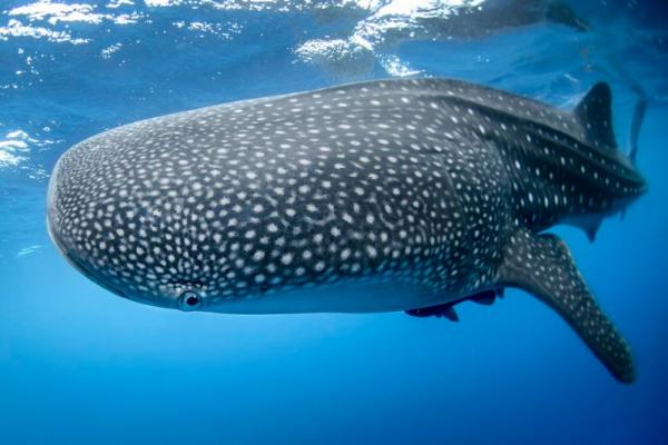 Requin baleine et requin-marteau planeur sur la liste rouge Requin baleine et requin-marteau planeur sur la liste rouge